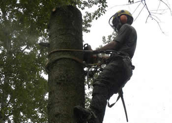 Tree felling, removal & dismantling