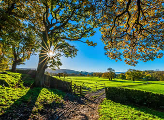 Tree felling and removal. Hedge cutting, trimming and pruning. 