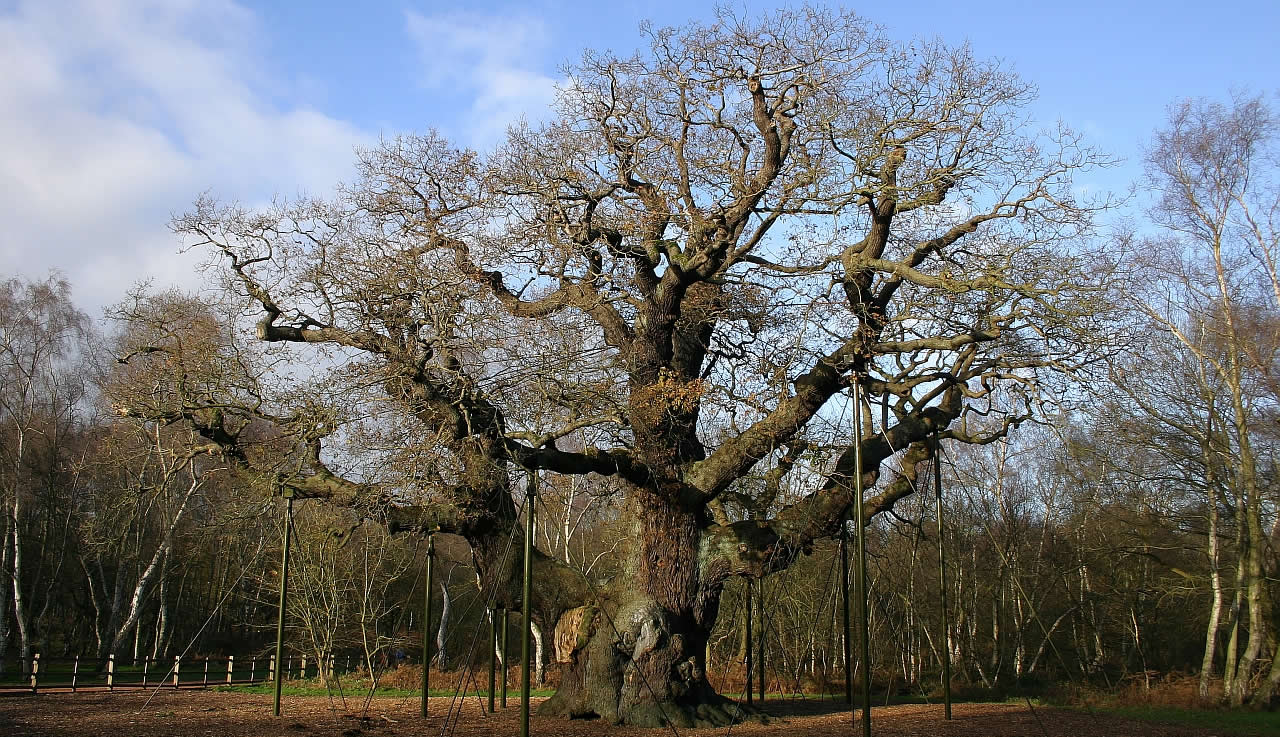 Major Oak in Sherwood Forest