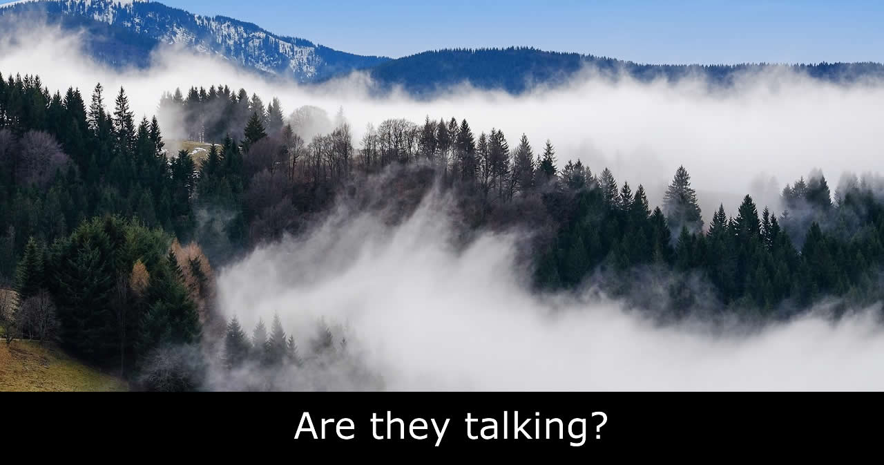 Do trees talk? Are they communicating?