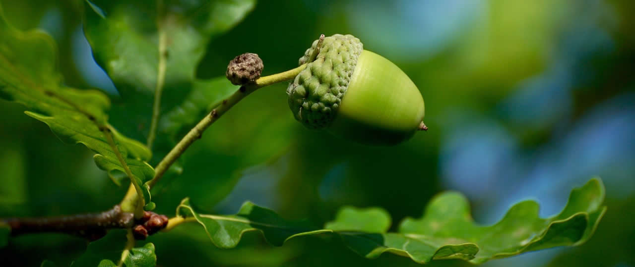 The English Oak Tree