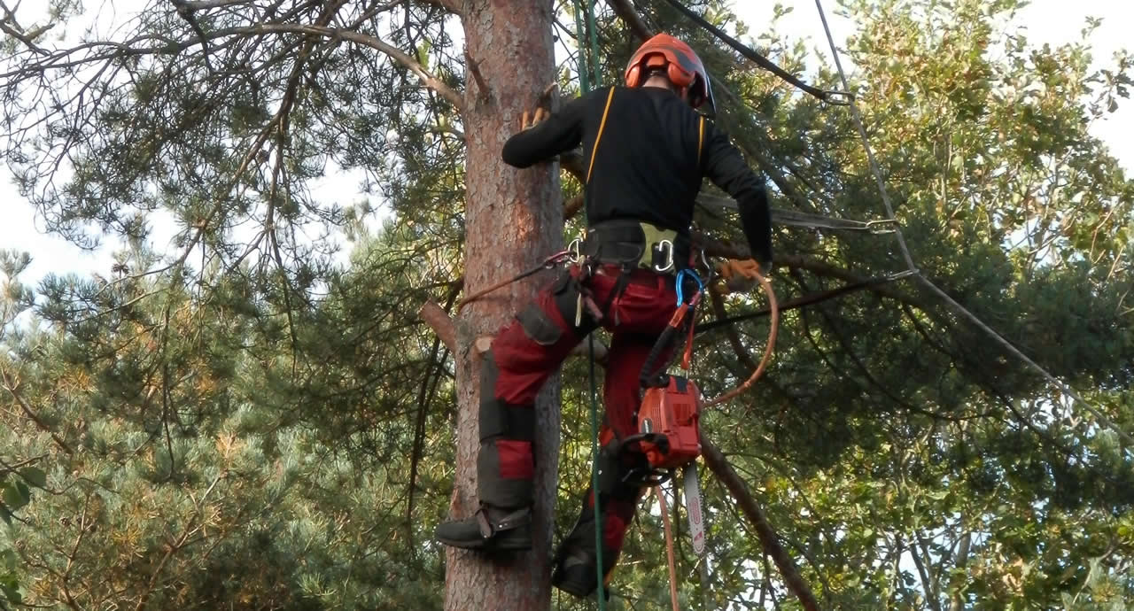 Top reasons to hire a tree surgeon