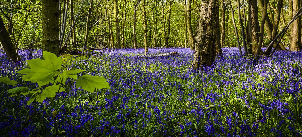 Woodland bluebells at Lower Wood, Norfolk