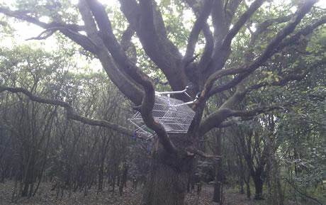 funny shopping trolley in a tree