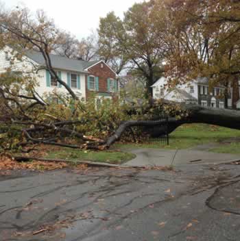 We clear your trees, shrubs and hedges