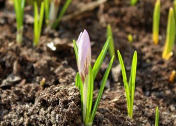 Plant and soil fertilisation
